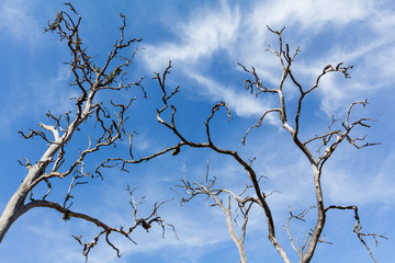Fototapeta na wymiar Dead trees and blue sky