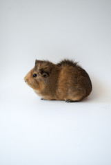 pet guinea pig on white background