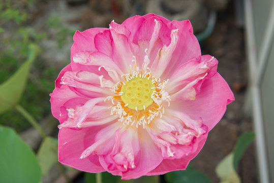 Fototapeta big pink lotus in clay pot