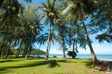 Coconut palm trees perspective view
