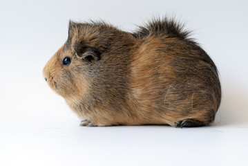 pet guinea pig on white background