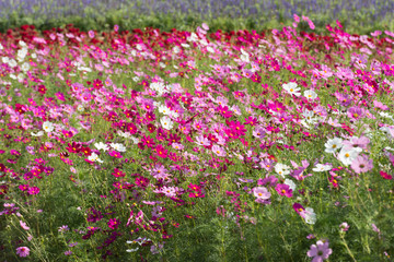 Cosmos flowers blooming in the garden.