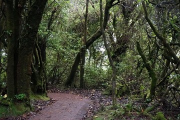 Walkway through Cloud Forest, Poas Volcano National Park, Costa Rica