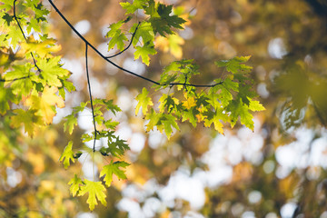 Fresh green leaves in the spring.