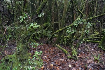 Obraz premium Tropical cloud forest vegetation detail after the rain.