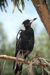 Australian magpie perched on a branch in a gum tree