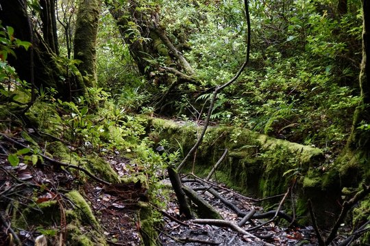 Fototapeta Tropical cloud forest vegetation detail after the rain.