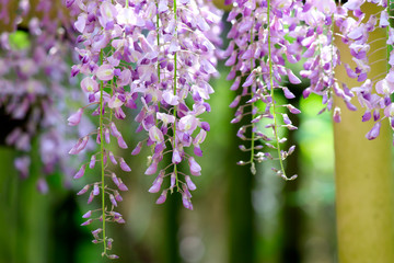 Wisteria