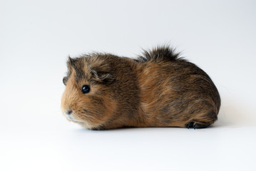 pet guinea pig on white background