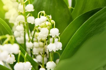 Cercles muraux Muguet Bouquet of lily of the valley