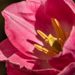 closeup of pink tulip flowerhead