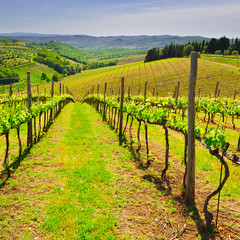 Fototapeta premium Vineyard in Italy