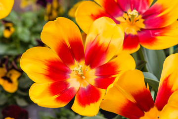 Fototapeta na wymiar closeup of yellow and red tulips in bloom