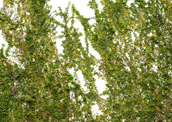 Green Creeper Plant on white wall