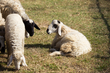 The sheeps on a farm