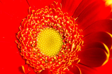 Red gerbera macro out of a bouquet