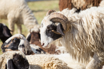 Naklejka premium The sheeps on a farm