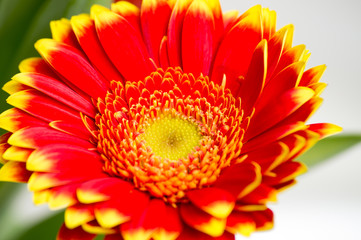 Red gerbera macro out of a bouquet