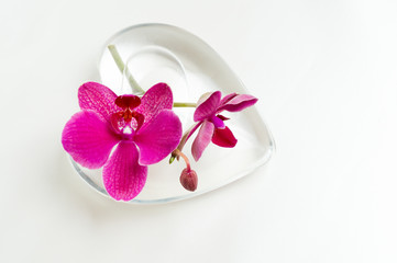 Pink Phaleonopsis orchid in a heart shaped vase out of glass