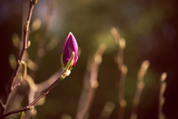 Beautiful pink magnolia flowers