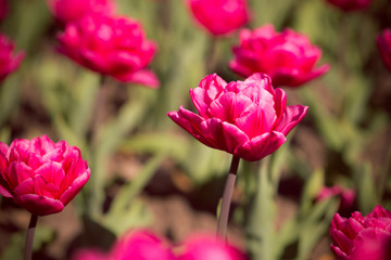 Lilac tulip field
