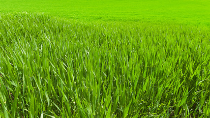 Pastures in Switzerland