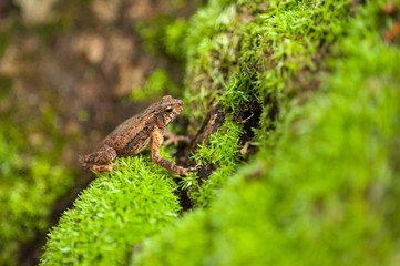frog in natural habitat,asia