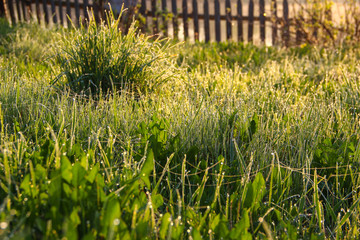 The grass on the banks of the river near the village house, early in the morning.