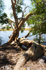 Chobe river Botswana