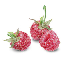 Raspberry watercolor © NataKitt