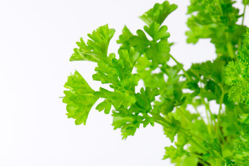 Fototapeta na wymiar fresh parsley leaves