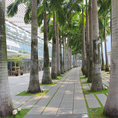 Obraz premium Row of palm trees