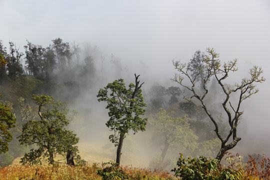 Fototapeta Landscape full of fog and tree