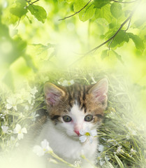 cute kitten in a flower bed
