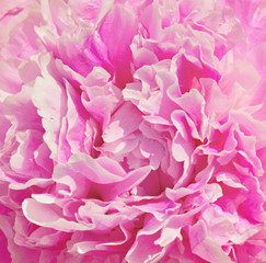 Obraz premium Closeup of pink peony
