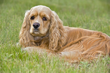Cocker Spaniel, female resting in grass, portrait