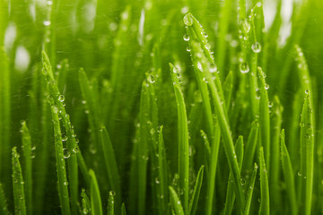 Naklejka na ściany i meble Water drops on the green grass in the morning, spring concept