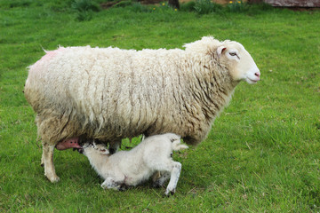 Fototapeta premium Mother feeding young with milk