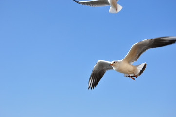 The beauty of the sea gull