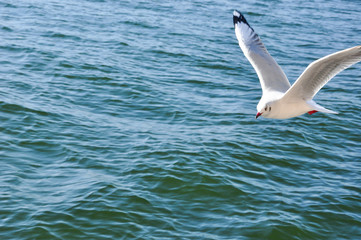 The beauty of the sea gull