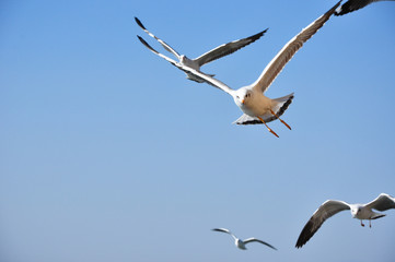 The beauty of the sea gull