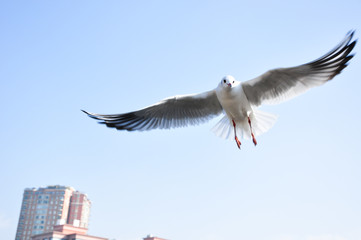 The beauty of the sea gull