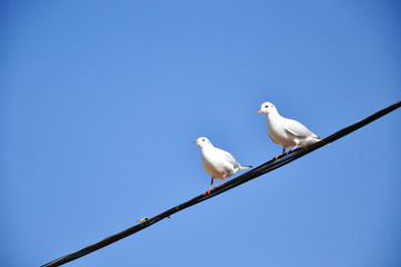 The beauty of the sea gull