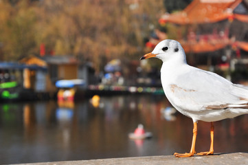 The beauty of the sea gull © carl