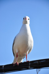 The beauty of the sea gull