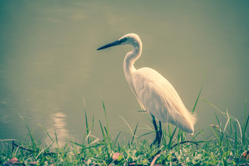 Animals in Wildlife - White Egrets.