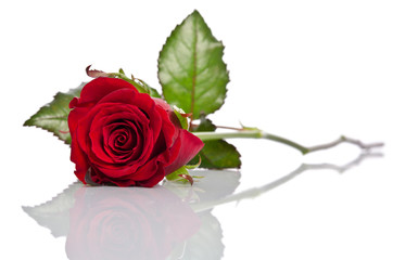 beautiful single red rose lying down on a white background