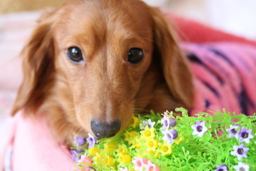 ミニチュアダックスフンド