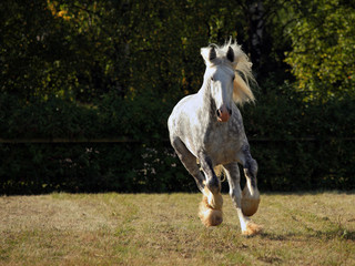 Dapple grey drum horse stallion runs gallop on meadow