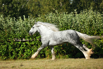 Gorgeous grey draught horse runs gallop on meadow